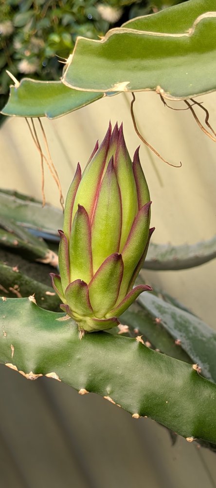 Bigger buds